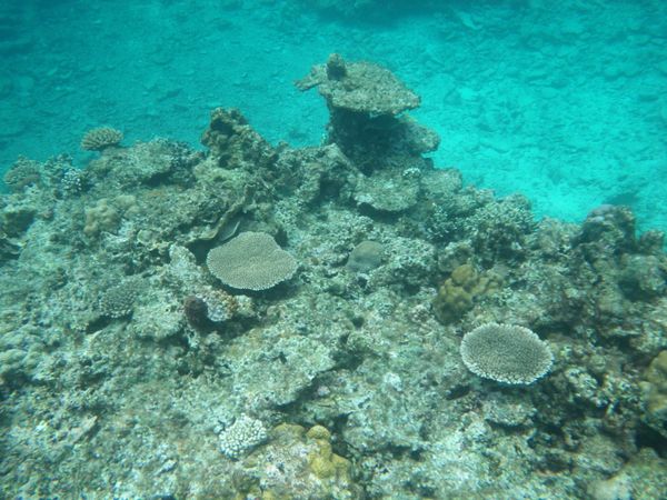 日本「沖縄／阿嘉島」の写真