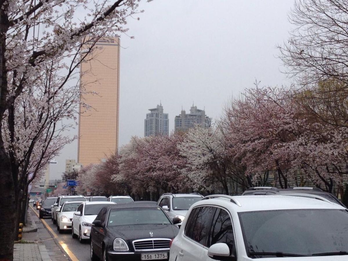 ソウルも桜が綺麗。
イデのレストラン。おばさんがメニューにはないものを作っ...