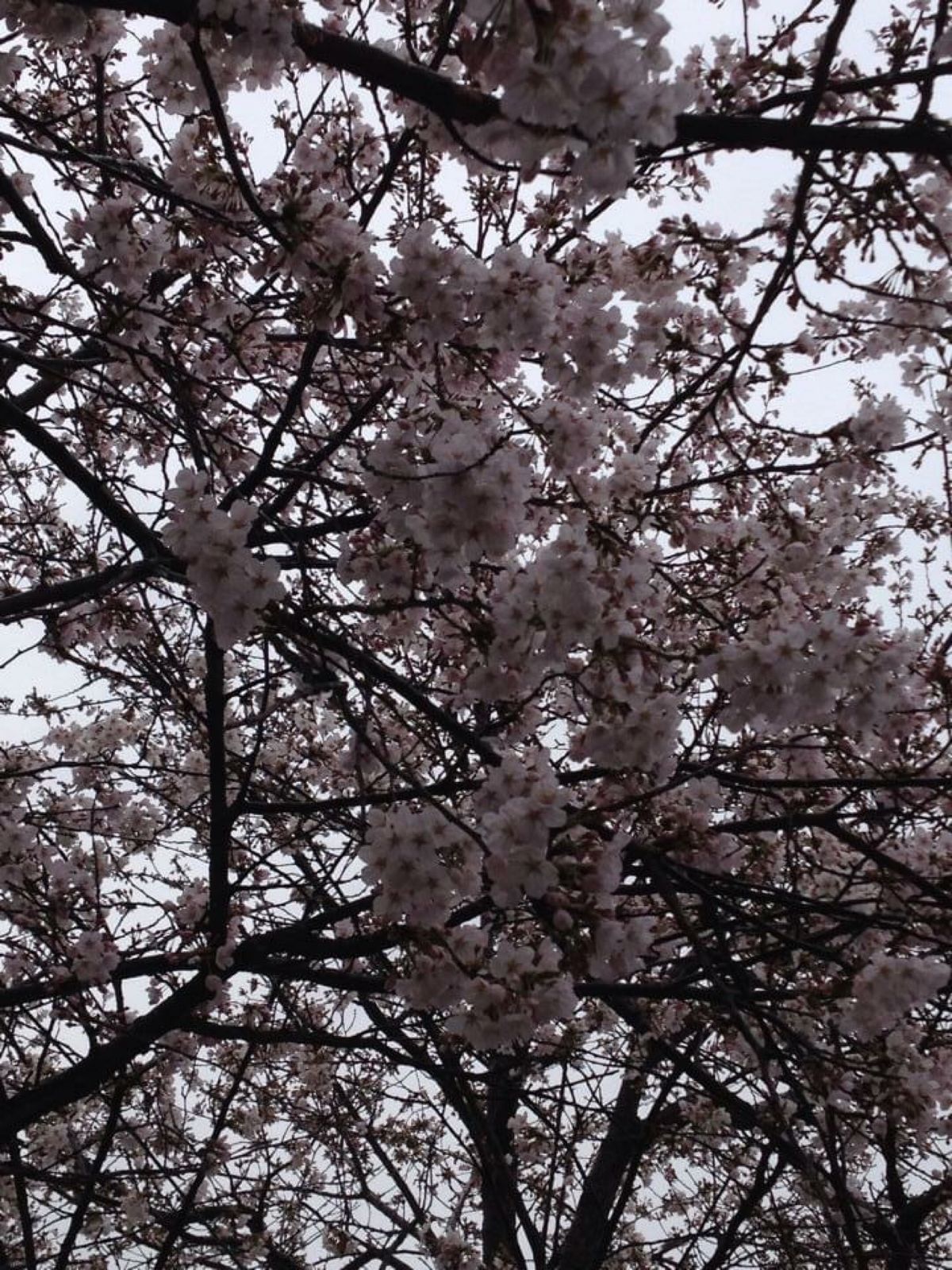 ソウルも桜が綺麗。
イデのレストラン。おばさんがメニューにはないものを作っ...