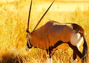 ナミブ砂漠
ナミブ砂漠に昇るサンライズは、強く激しく真っ赤な世界に、砂漠を...