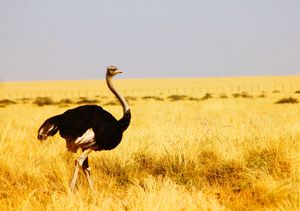 ナミブ砂漠
ナミブ砂漠に昇るサンライズは、強く激しく真っ赤な世界に、砂漠を...