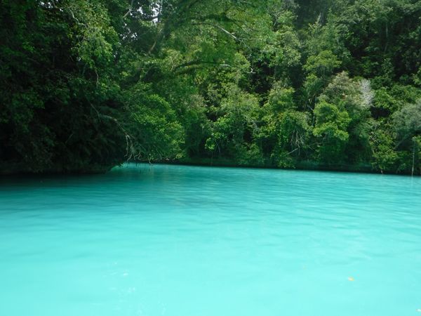 パラオ「パラオ」の写真