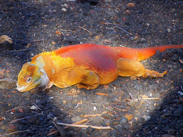エクアドル・キト「ガラパゴス　動物と鳥たちの楽園へ」の写真：イグアナ
黄色いリクイグアナはあまり見か...