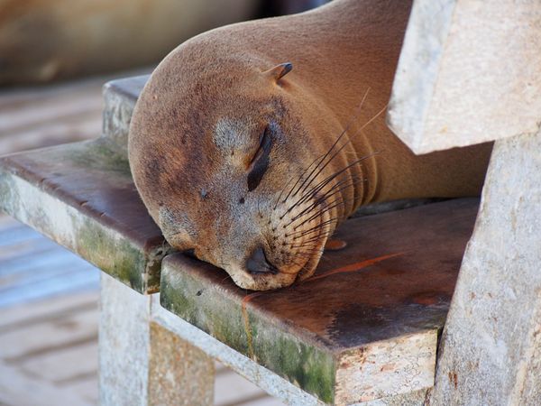 エクアドル・キト「ガラパゴス　動物と鳥たちの楽園へ」の写真：ガラパゴスアシカ
サンクリストバル島が一...
