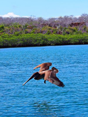 ガラパゴスカッショクペリカン
ペリカンは海辺ならどこにでもいて、食事となる...