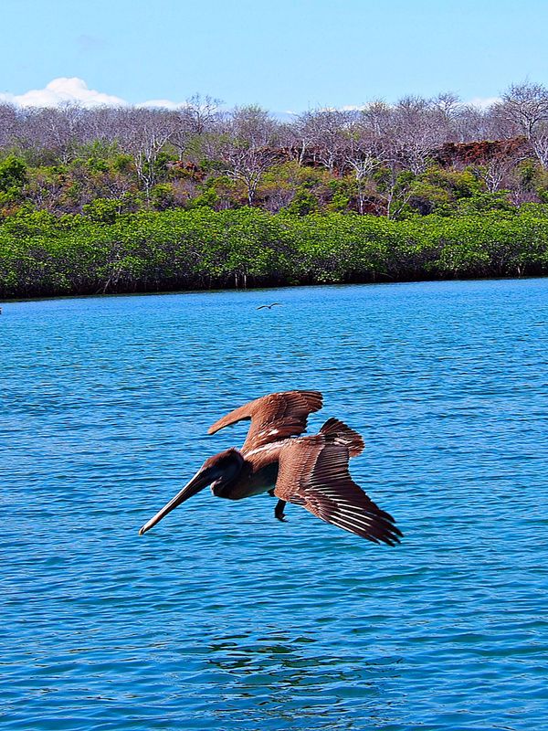 エクアドル・キト「ガラパゴス　動物と鳥たちの楽園へ」の写真：ガラパゴスカッショクペリカン
ペリカンは...
