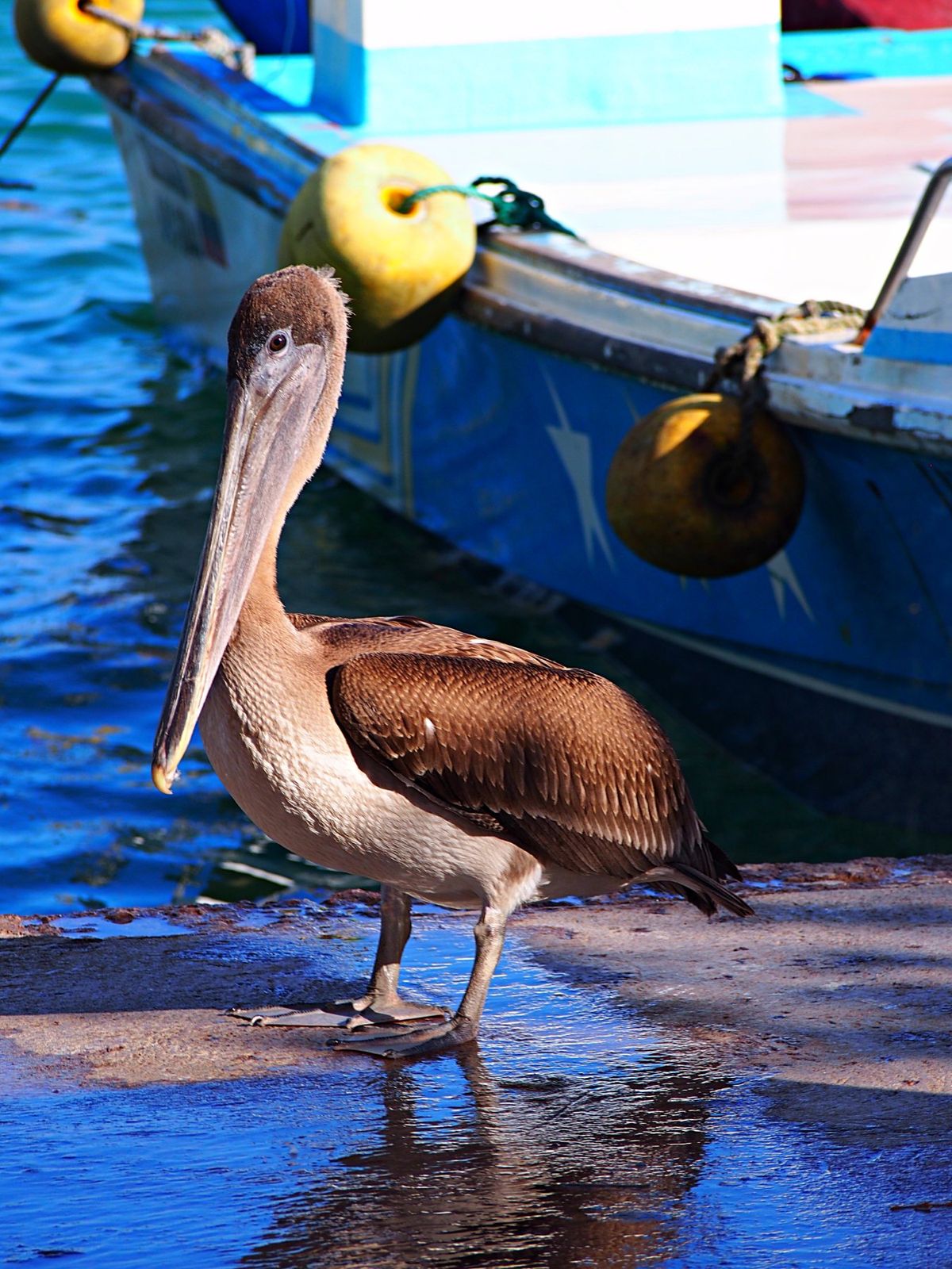 ガラパゴスカッショクペリカン
ペリカンは海辺ならどこにでもいて、食事となる...