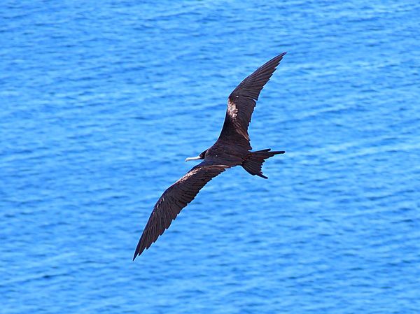 エクアドル・キト「ガラパゴス　動物と鳥たちの楽園へ」の写真：サンクリストバル島のティへレータスの丘か...