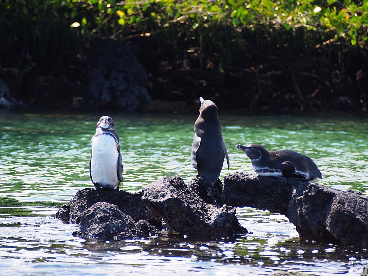 ガラパゴスペンギン
寒い地域にいることが多いペンギンですが、赤道直下のガラ...
