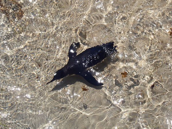 エクアドル・キト「ガラパゴス　動物と鳥たちの楽園へ」の写真：ガラパゴスペンギン
寒い地域にいることが...