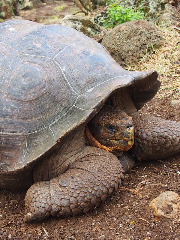 エクアドル・キト「ガラパゴス　動物と鳥たちの楽園へ」の写真：ガラパゴスゾウガメ
ガラパゴス諸島にいる...