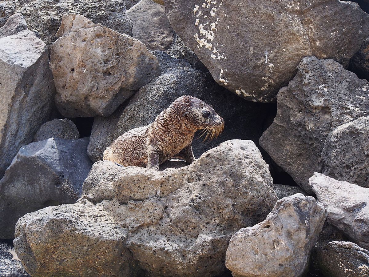 ガラパゴスアシカ
サンクリストバル島が一番多いと思いますが、どこに行っても...