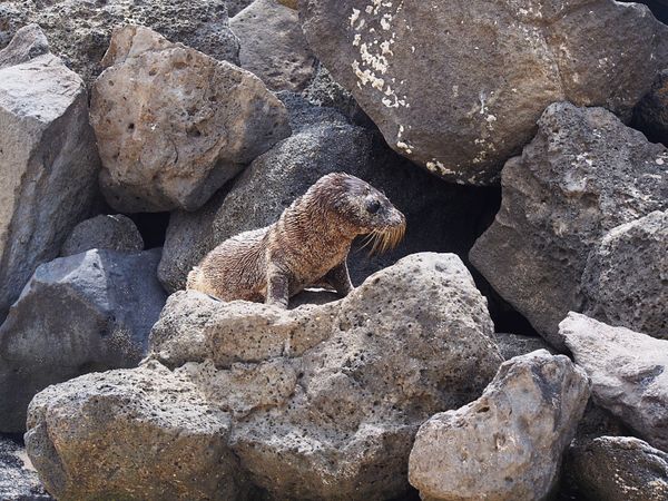 エクアドル・キト「ガラパゴス　動物と鳥たちの楽園へ」の写真：ガラパゴスアシカ
サンクリストバル島が一...