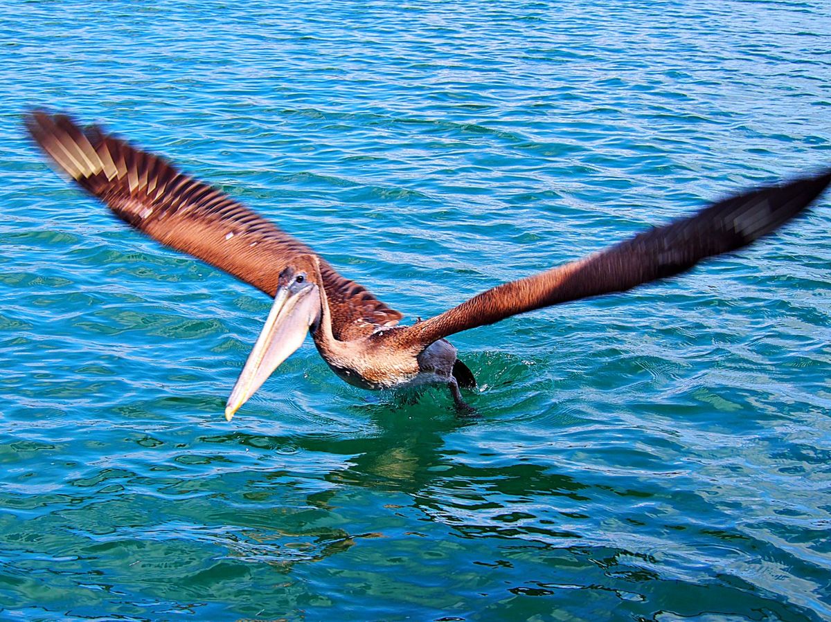 ガラパゴスカッショクペリカン
ペリカンは海辺ならどこにでもいて、食事となる...