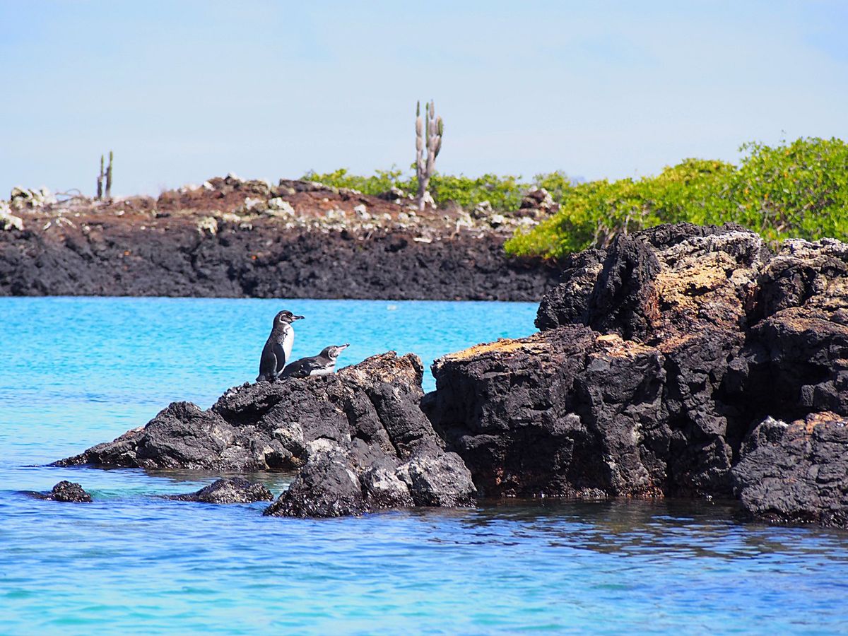 ガラパゴスペンギン
寒い地域にいることが多いペンギンですが、赤道直下のガラ...