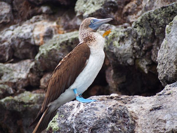 エクアドル・キト「ガラパゴス　動物と鳥たちの楽園へ」の写真：アオアシカツオドリ
真っ青な足とキョトン...