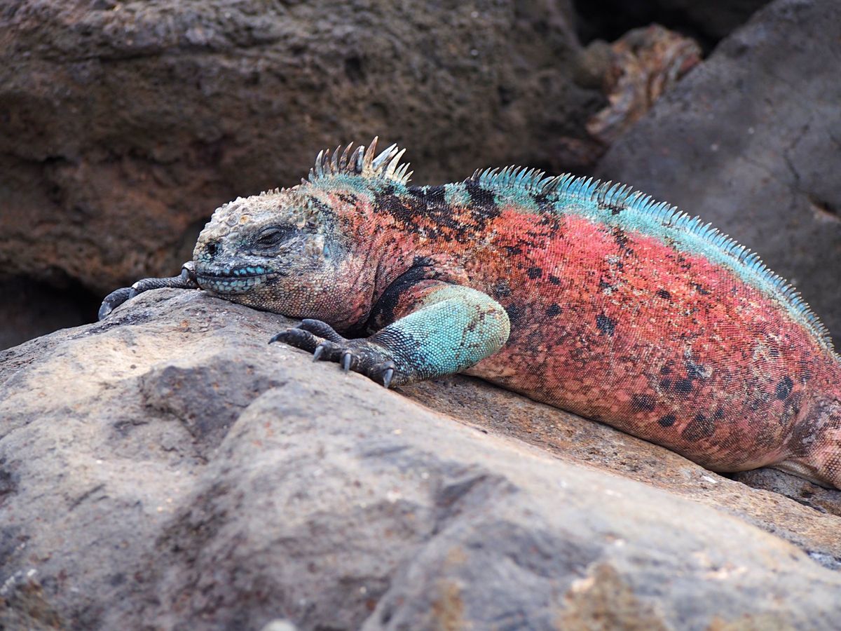 イグアナ
黄色いリクイグアナはあまり見かけません
青いウミイグアナはどこに...