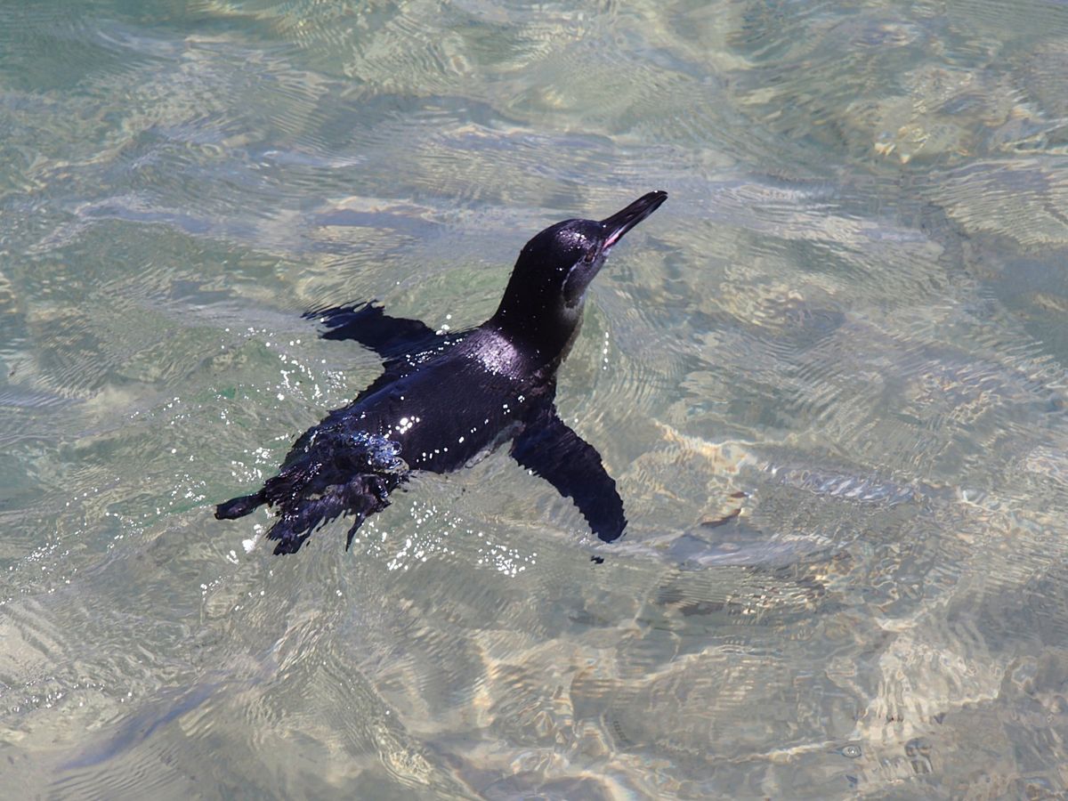 ガラパゴスペンギン
寒い地域にいることが多いペンギンですが、赤道直下のガラ...