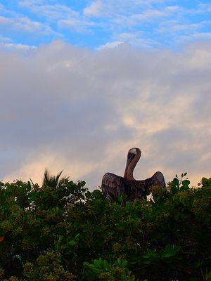 ガラパゴスカッショクペリカン
ペリカンは海辺ならどこにでもいて、食事となる...