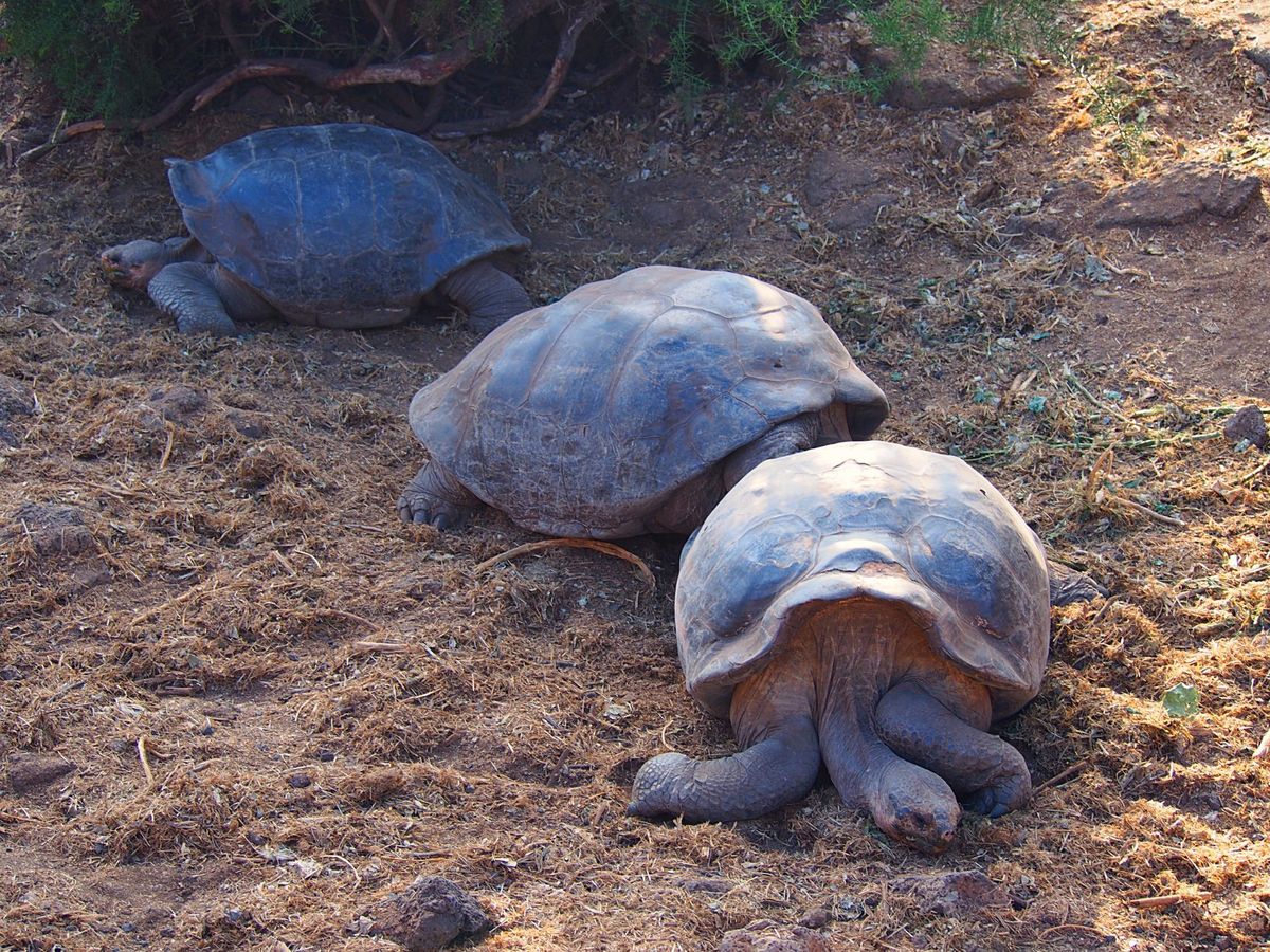 ガラパゴスゾウガメ
ガラパゴス諸島にいるゾウガメは島によって甲羅のかたちや...