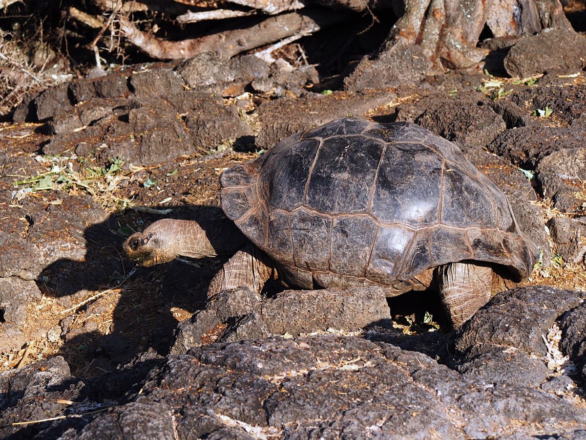 ガラパゴスゾウガメ
ガラパゴス諸島にいるゾウガメは島によって甲羅のかたちや...