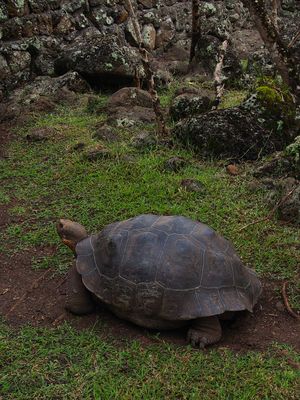 ガラパゴスゾウガメ
ガラパゴス諸島にいるゾウガメは島によって甲羅のかたちや...