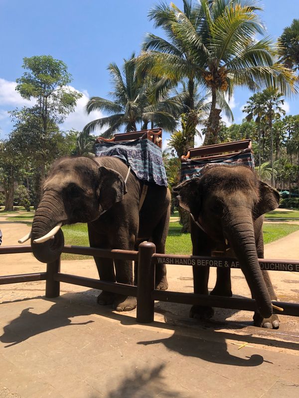 インドネシア「バリ」の写真：ケチャダンスは圧巻！