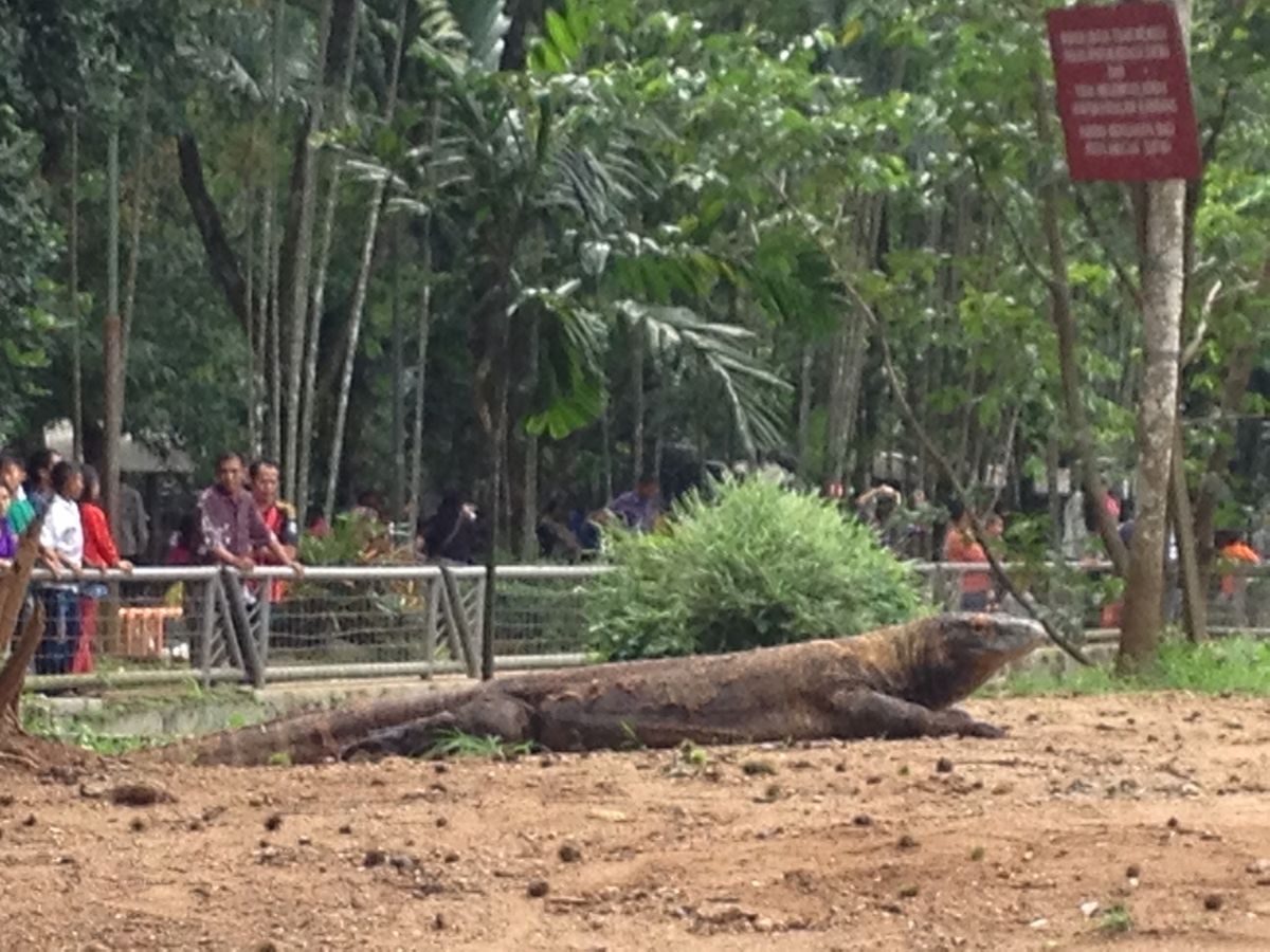 コモドオオトカゲはデカい