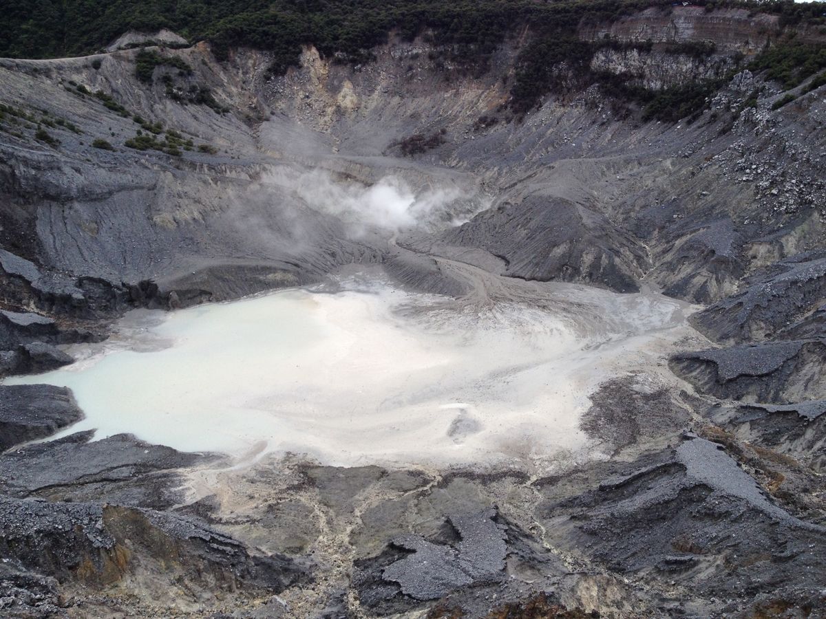 コモドオオトカゲはデカい