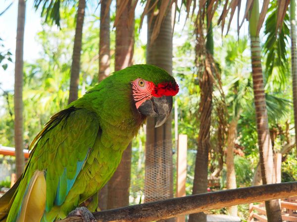 バハマ・バハマ「カリブ海をディズニークルーズでバハマへ」の写真：バハマ ナッソー
クルーズ船は朝ナッソー...