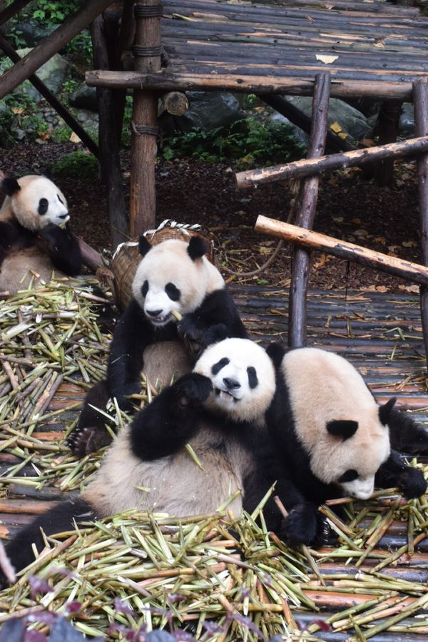 中国・成都、「中国」の写真