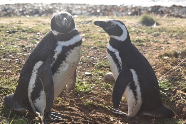 チリ「チリ」の写真