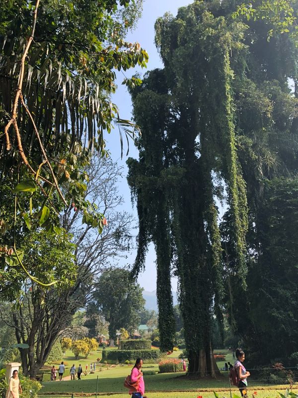 スリランカ「2018〜2019 スリランカ 」の写真：年末年始の1人旅