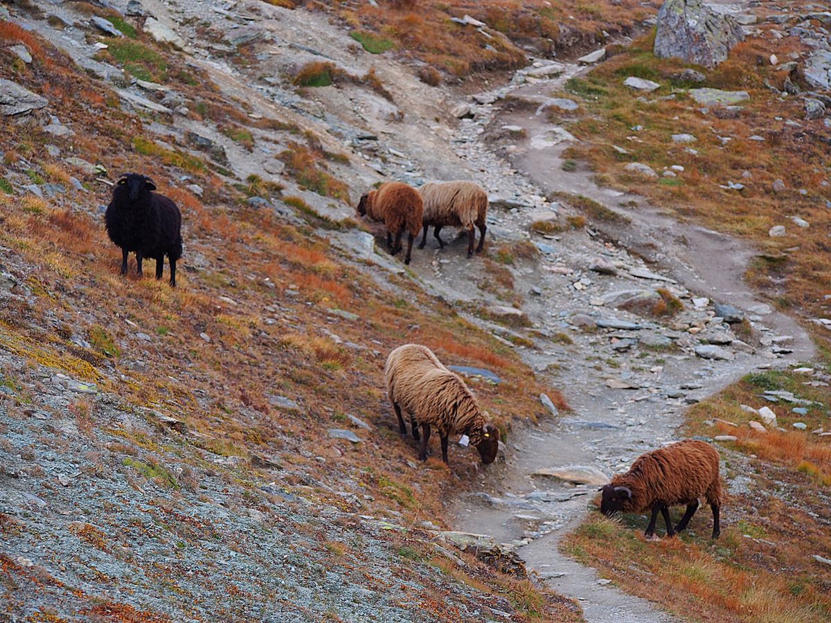 ツェルマット
この街はマッターホルンの街
有名なスキーリゾートでもあります...