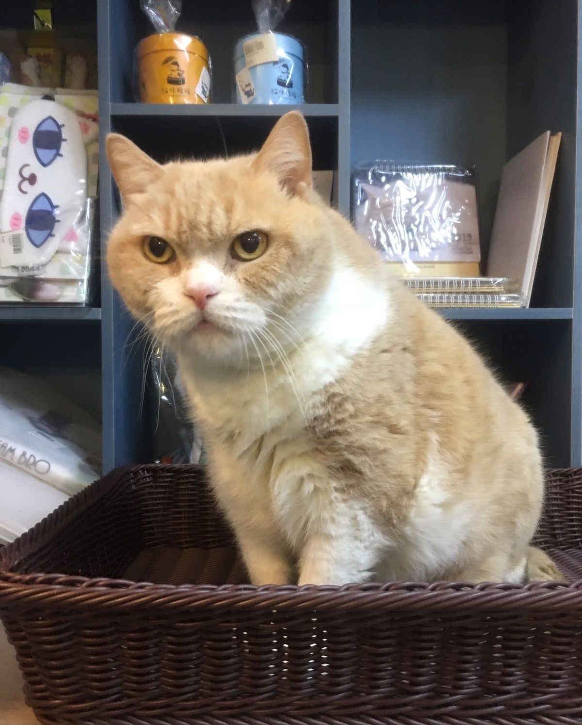 くりぃむ兄貴と屋台の看板猫さん