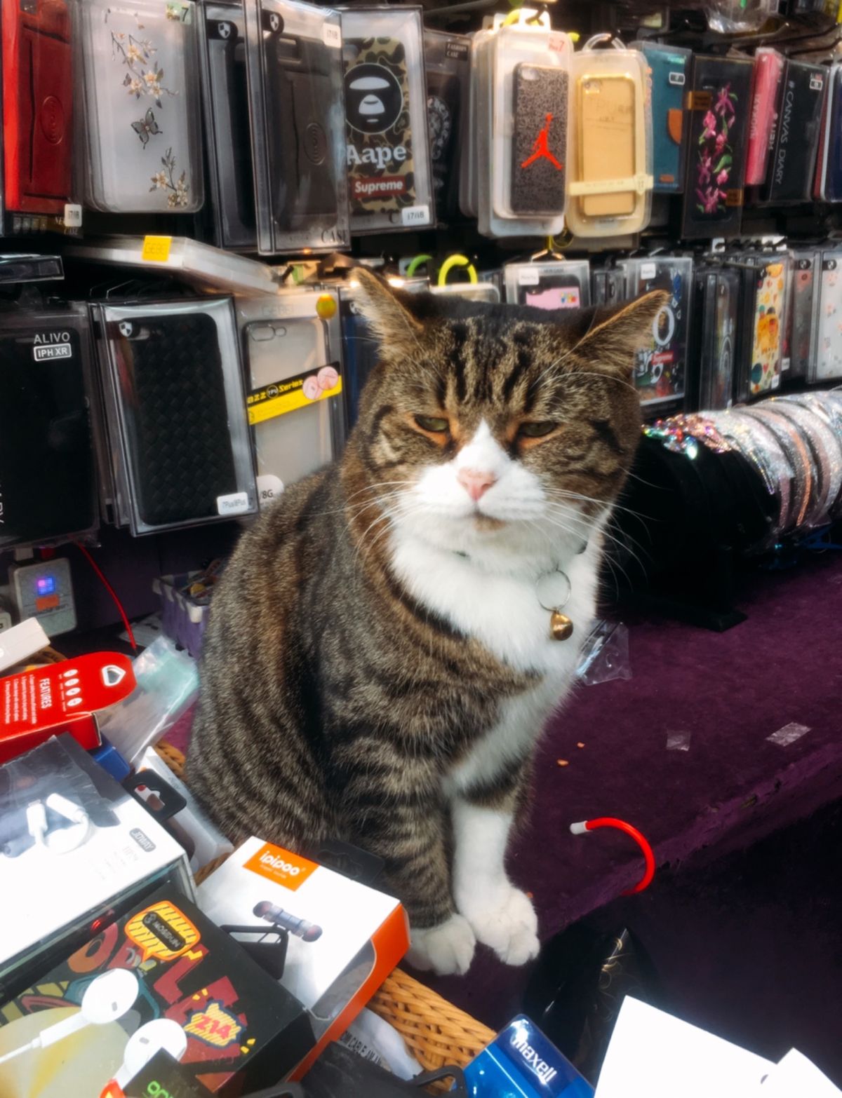 くりぃむ兄貴と屋台の看板猫さん