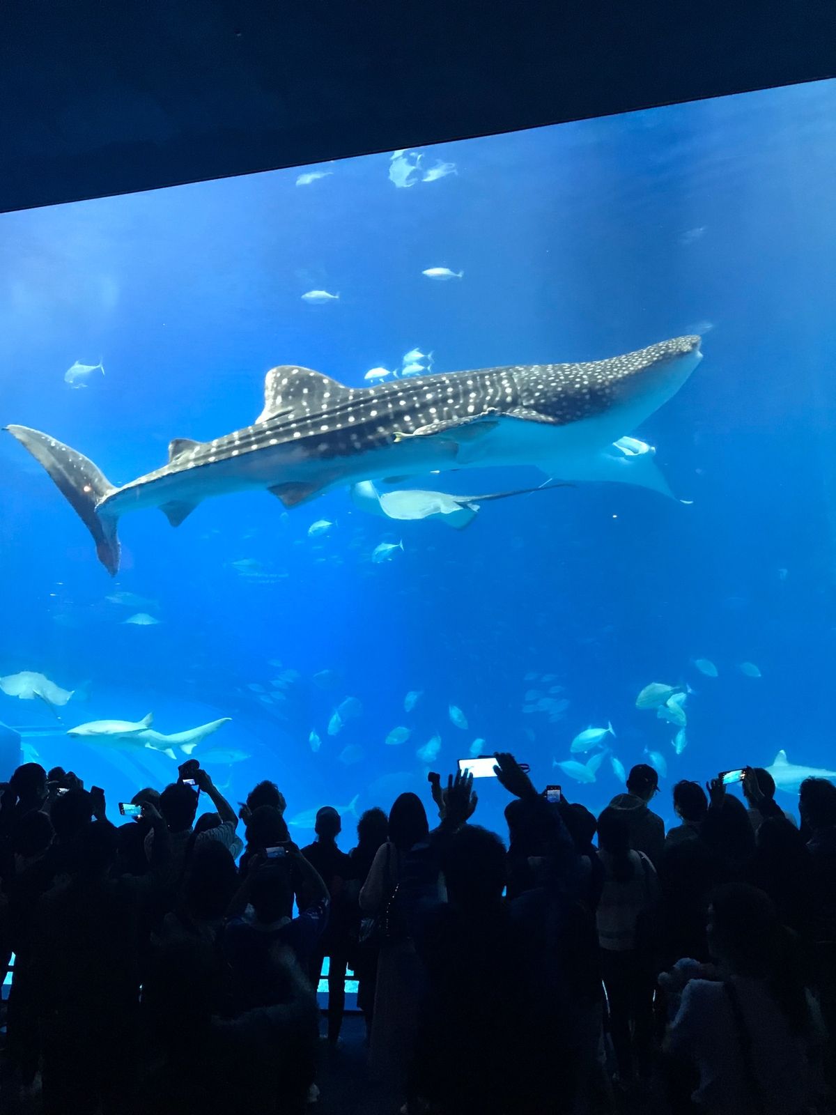 首里城、美ら海水族館、花人逢、りょう次