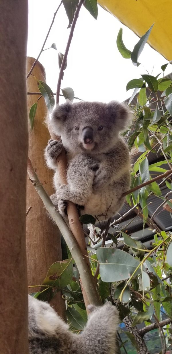 オーストラリア連邦・シドニー「シドニー 」の写真