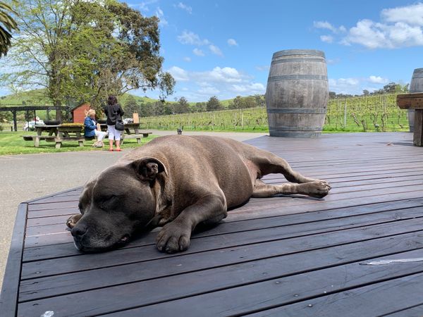 オーストラリア連邦「メルボルン」の写真