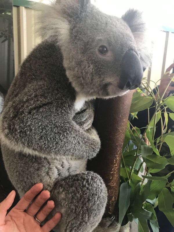 オーストラリア連邦・パース「パース旅行」の写真：カバシャムワイルドライフパーク🐨🦘
スワ...