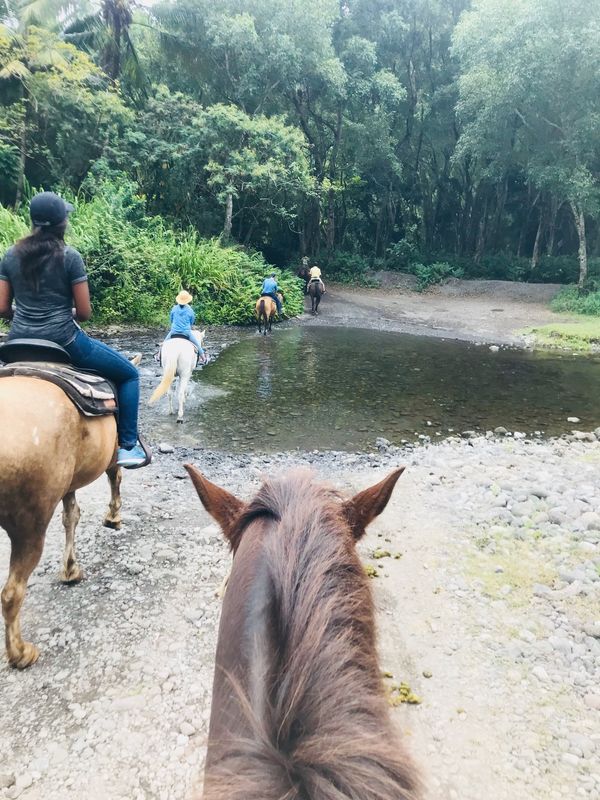アメリカ(米国)・ハワイ島「ハワイ島旅行」の写真