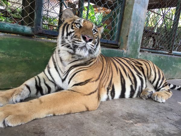 タイ「プーケット」の写真