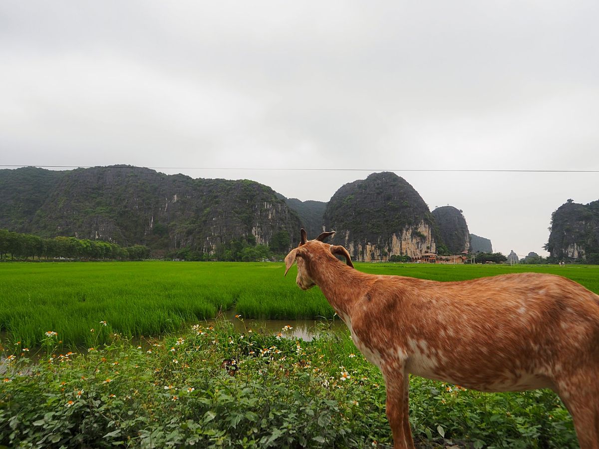 川下りは景色の変化も大きく飽きさせません
美しい水田地帯が広がり、山に登る...