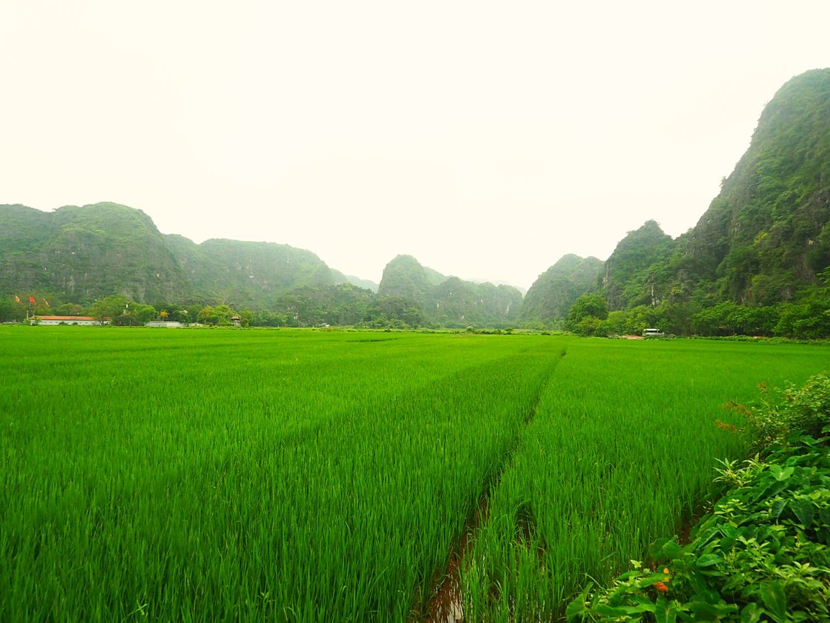 川下りは景色の変化も大きく飽きさせません
美しい水田地帯が広がり、山に登る...