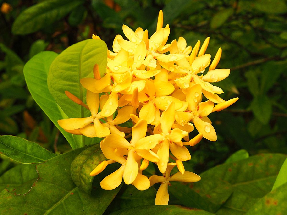 何かわかりませんでしたが、お寺での儀式を見ることができました