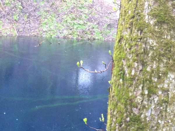 日本・秋田市、「秋田 角館🌸」の写真