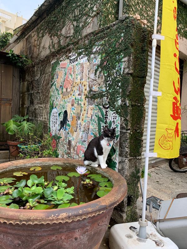 日本「沖縄」の写真