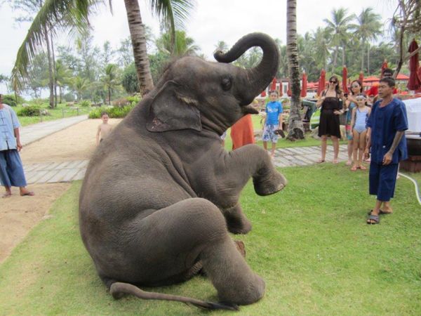 タイ「タイ・プーケット」の写真：プーケットのJWマリオット
プールサイド...