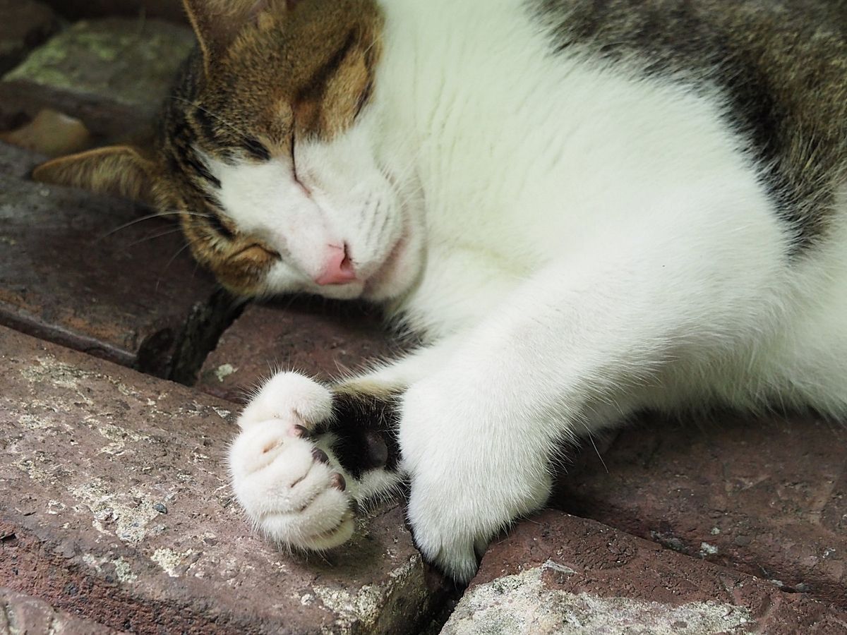フロリダキーズ
マイアミからレンタカーで南下していくと、いつしかフロリダキ...