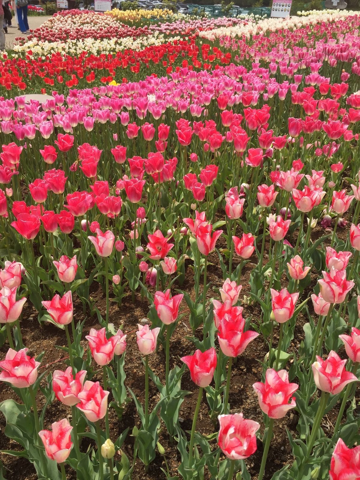 標高が高いので、GWにチューリップ🌷